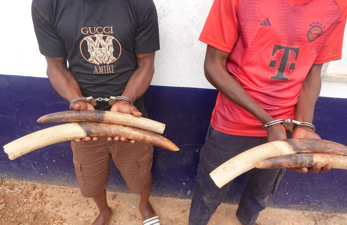 TREIZE PRESUMES TRAFIQUANTS DE TROPHEES D’ESPECES ANIMALES INTEGRALEMENT PROTEGEES INTERPELLES EN 2025