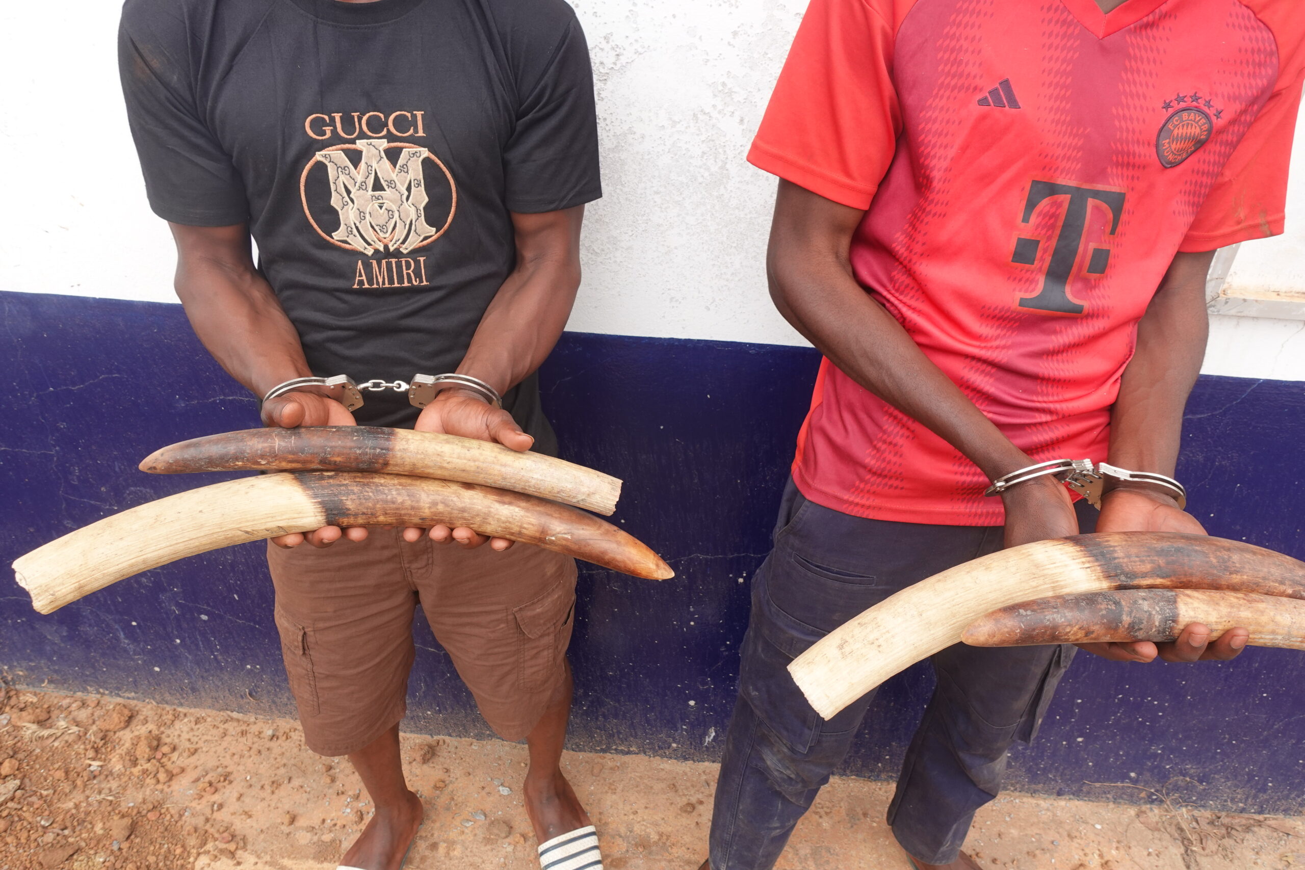 TREIZE PRESUMES TRAFIQUANTS DE TROPHEES D’ESPECES ANIMALES INTEGRALEMENT PROTEGEES INTERPELLES EN 2025