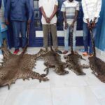 CONGO : QUATRE TRAFIQUANTS PRÉSUMÉS DE PEAUX ET DENTS DE PANTHÈRE ARRÊTÉS À EWO