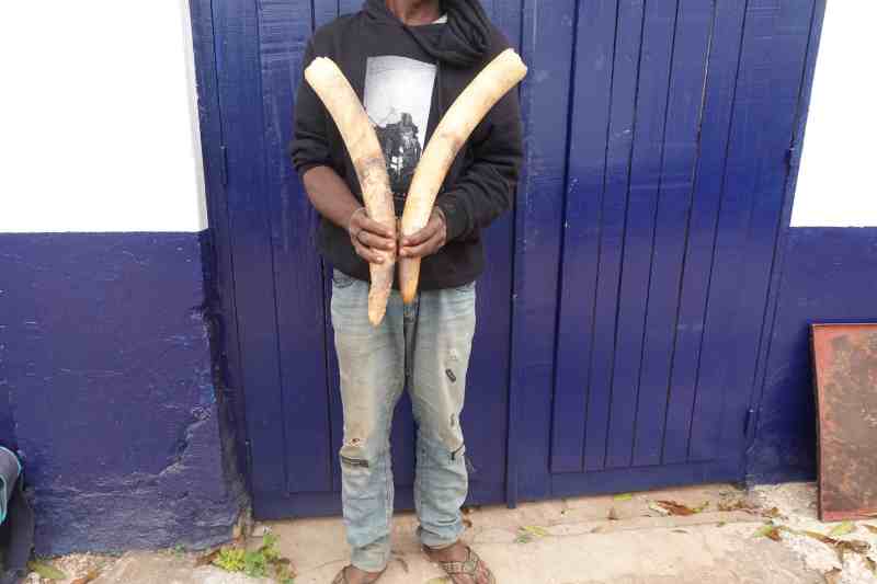 UN INDIVIDU INTERPELLÉ POUR TRAFIC DES POINTES D’IVOIRE À DOLISIE.    