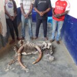 INTERPELLES POUR TRAFIC DES PRODUITS DE FAUNE A NKAYI ET DOLISIE