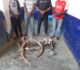 INTERPELLES POUR TRAFIC DES PRODUITS DE FAUNE A NKAYI ET DOLISIE