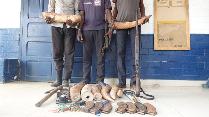 TROIS BRACONNIERS INTERPELLÉS AVEC DES ARMES ET DES IVOIRES À LÉKANA ET NGO