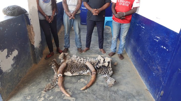 INTERPELLES POUR TRAFIC DES PRODUITS DE FAUNE A NKAYI ET DOLISIE